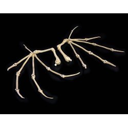 Mythic Legions: All Stars 6 Action Figure Accessorys Bone Wings